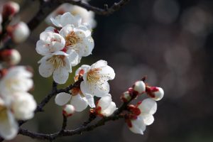 梅の花