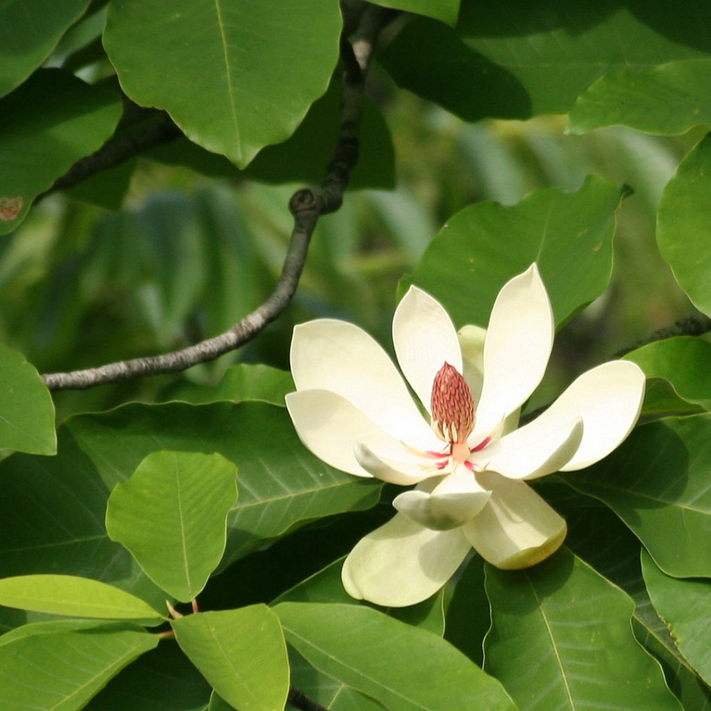 朴の木 | 輪島塗の老舗 輪島屋善仁 | Wajimaya Zenni